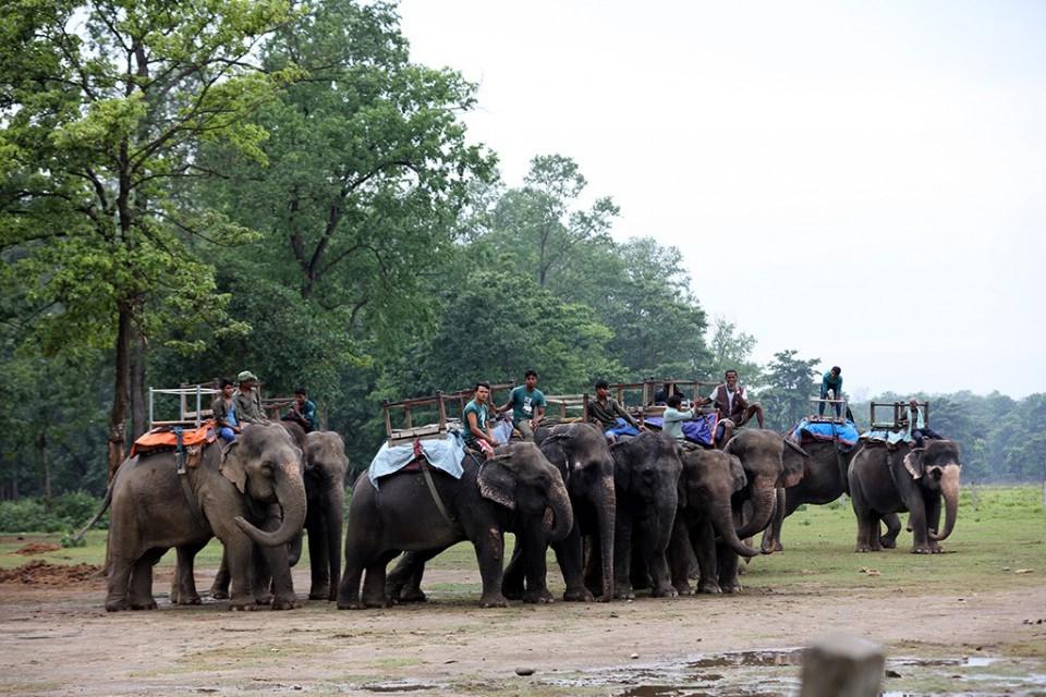 Chitwan Jungle Safari Tour